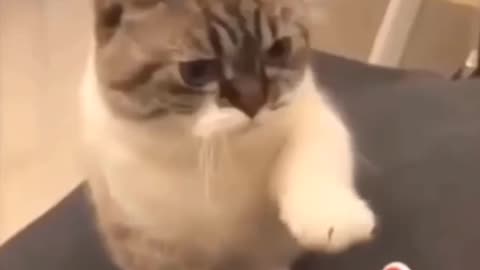 Never miss fully 😄 funny clips of cats🐈‍⬛🐈