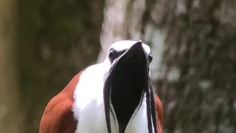 A Bird With A Mustache