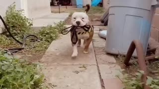 Pit Bull Just Loves To Carry His Own Leash