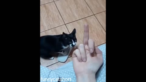 Don't show this finger to any cat