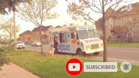 Pit bull patiently waits in line for ice cream