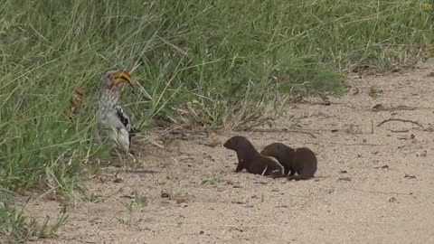 Hilarious dwarf mongoose plays dead for hornbill video