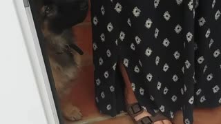 German shepard brown puppy looks confused by howling noises and howls back