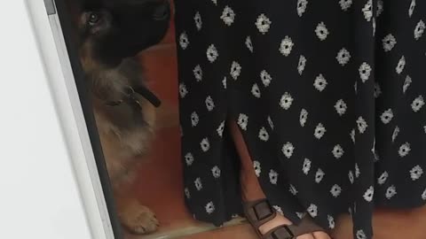 German shepard brown puppy looks confused by howling noises and howls back