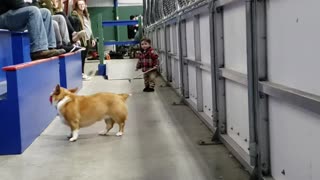 Dog and Boy Duo Make Perfect Playtime Pals