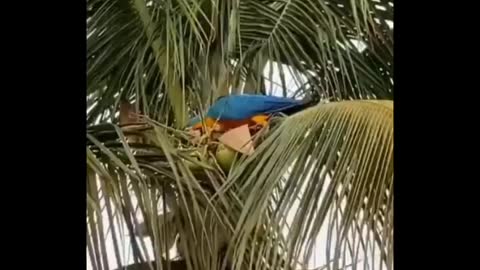**Parrot Macaw Drinking Cocunt water Very Easley**Wat a Cuteness