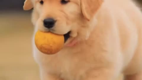 Cute little dog playing around