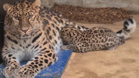 Endangered Leopard Cub Ignores Growling Mum To Attack Her Tail