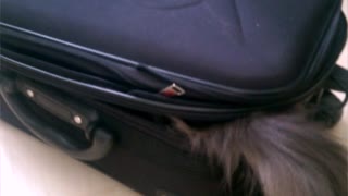 Cat claims and defends suitcase from the inside