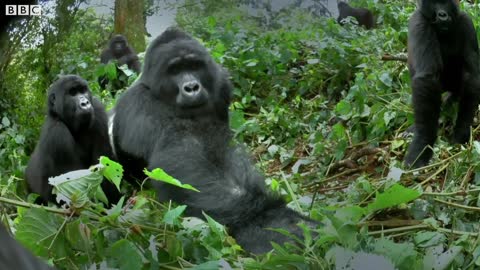 Spy Gorilla Comes Face To Face With Alpha Silverback | BBC Earth