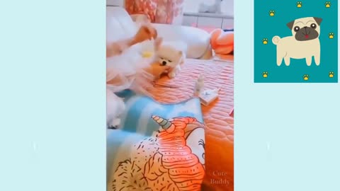 Cute Puppies 😍😍 | Cute and Funny Dog