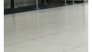 Coyote Caught at LAX Terminal 2