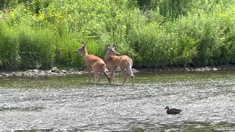 First time seeing 2 White Tail youngsters