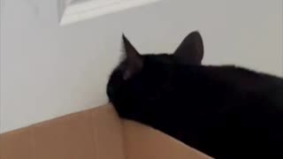 Adopting a Cat from a Shelter Vlog - Cute Precious Piper Checks Out a New Shipping Box #shorts