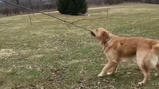 Self Quarantine Doggy Plays Tug-Of-War With Tree Branch