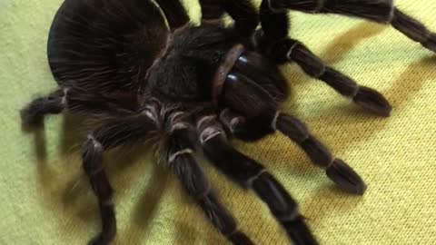 Tarantula Climbs on 12 Y.O. Girl