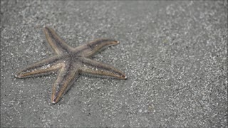 Gray Sea Starfish In Action