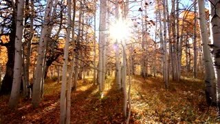 Through the Aspens