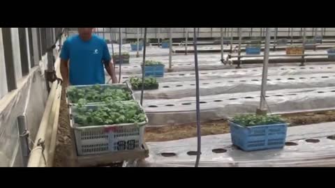 Mechanically planting watermelon with soil cover