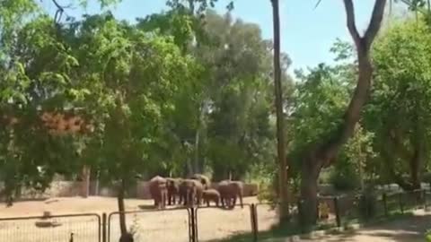 Elephants Herd Around Calf, Protect From Hamas Rockets