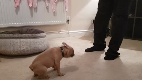 Frenchie puppy can't stop sneezing during play time