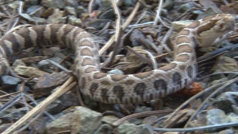 Baby Rattlesnake