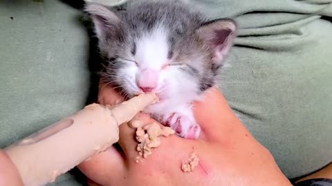Hungry kitten adorably falls asleep during his feeding