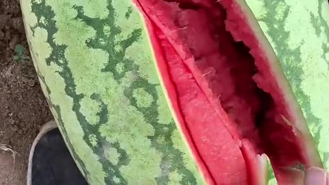 Beautiful and very sweet watermelon - That's so great #fruitcutting