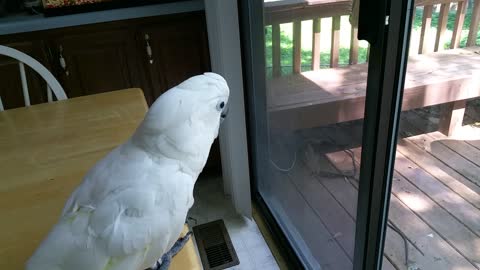 Baby Cockatoo Is Surprised By A Cardinal On The Deck