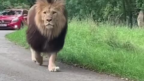 Today The King Of The Jungle Has Come Out to Inspect The City