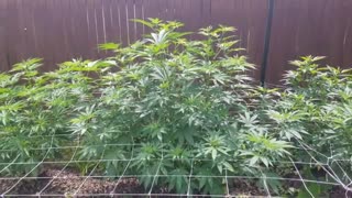 2021 Outdoor Cannabis Garden Tour | Garden Update [#08]
