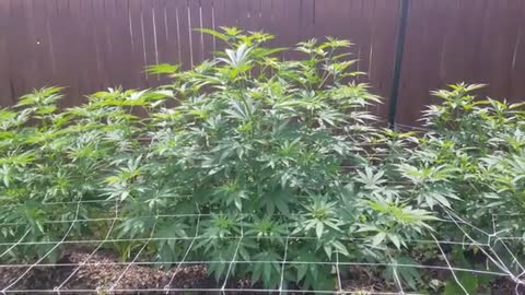 2021 Outdoor Cannabis Garden Tour | Garden Update [#08]