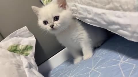 Amazing cat 🙀 🐈 😻 🐈‍⬛ 😺