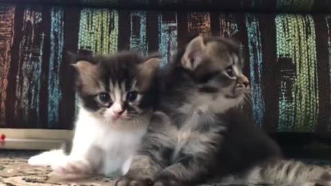 Cute kitten chilling moment