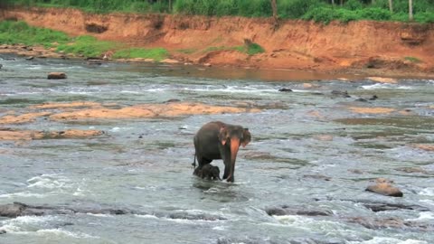 Elephants in Sri Lanka