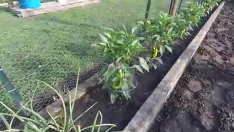 How to Grow Banana Peppers (PROGRESSION) Growing Guide