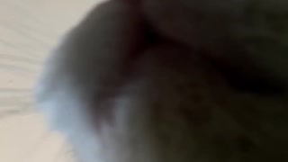 Cat tries use camera