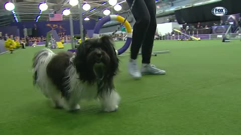 Watch out the best of agility champions | fox sports