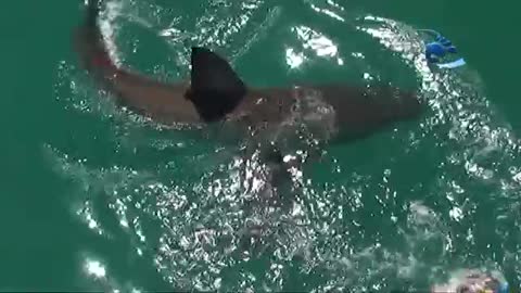 Stingray vs Great White Shark to grab the bait first!