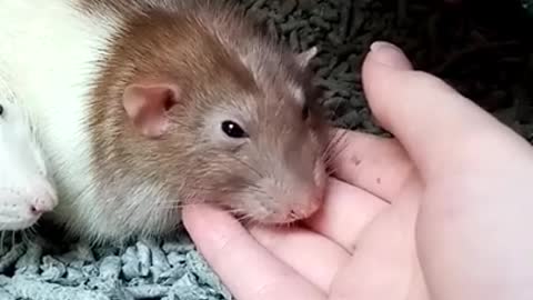 Close Up View of Hamsters