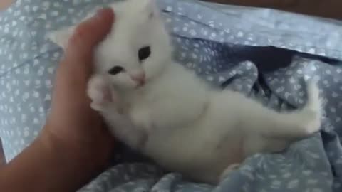 Little cute kitten cleans