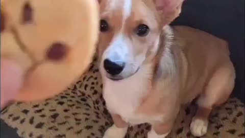 Puppy Loves His Cookie