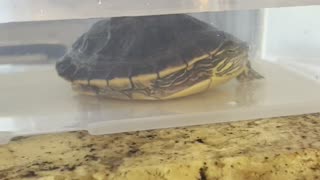 How I clean my turtle tank