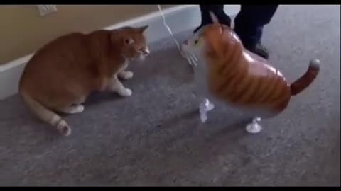 Cat Vs Cat Balloon