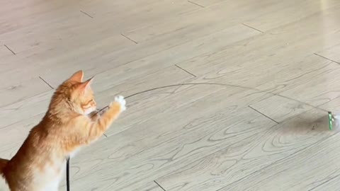 Silly kitten playing with a cat ball