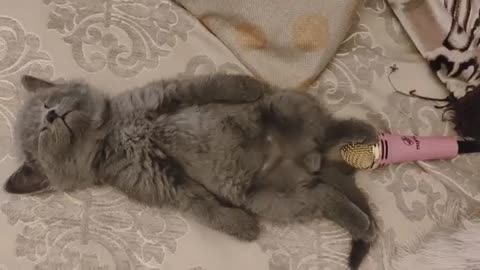 Cat sleeping and farting on a microphone at the same time