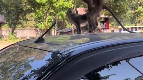 The monkeys had fun with each other and laughed