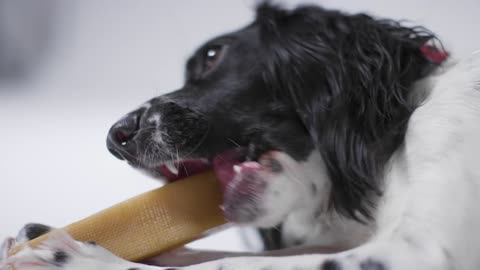 Close Up of a Dog Eating a Treat 01