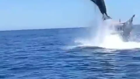 That's why the ORCA is called the killer whale] orca jumped chasing a dolphin