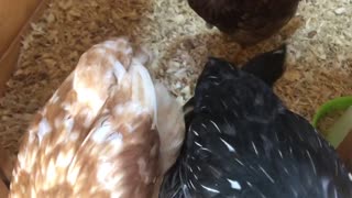 Meet the chicks